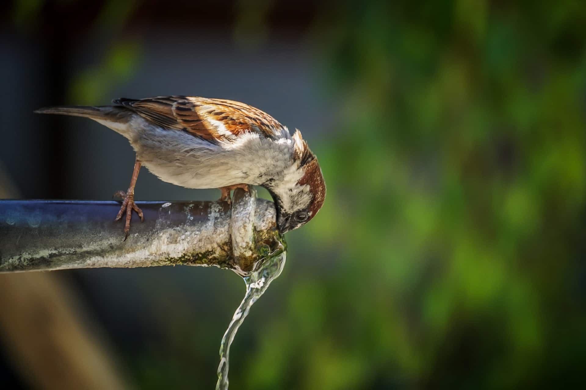 illustration d'un oiseau qui boit de l'eau