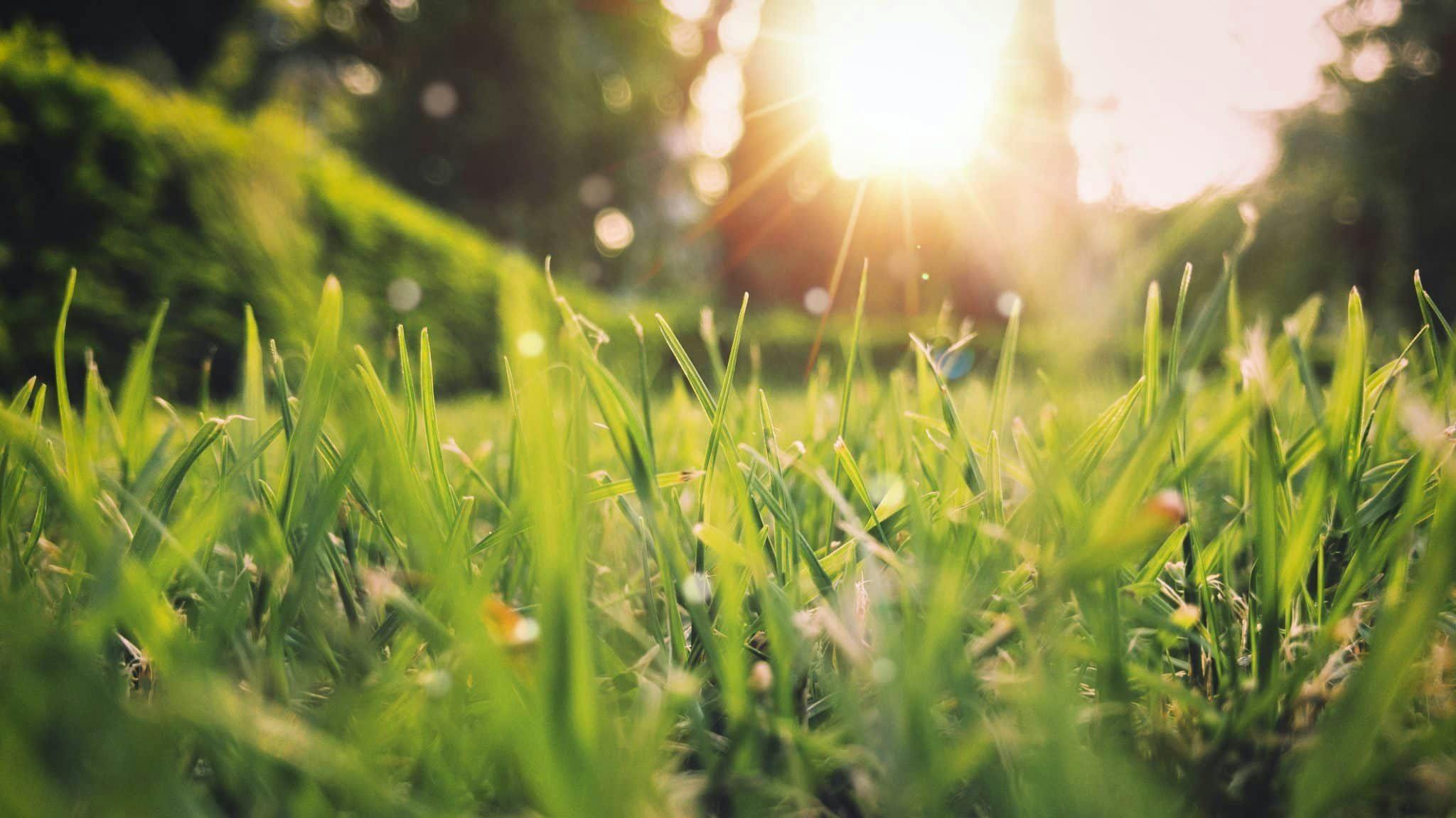 Herbe verte éclairée par un soleil de printemps