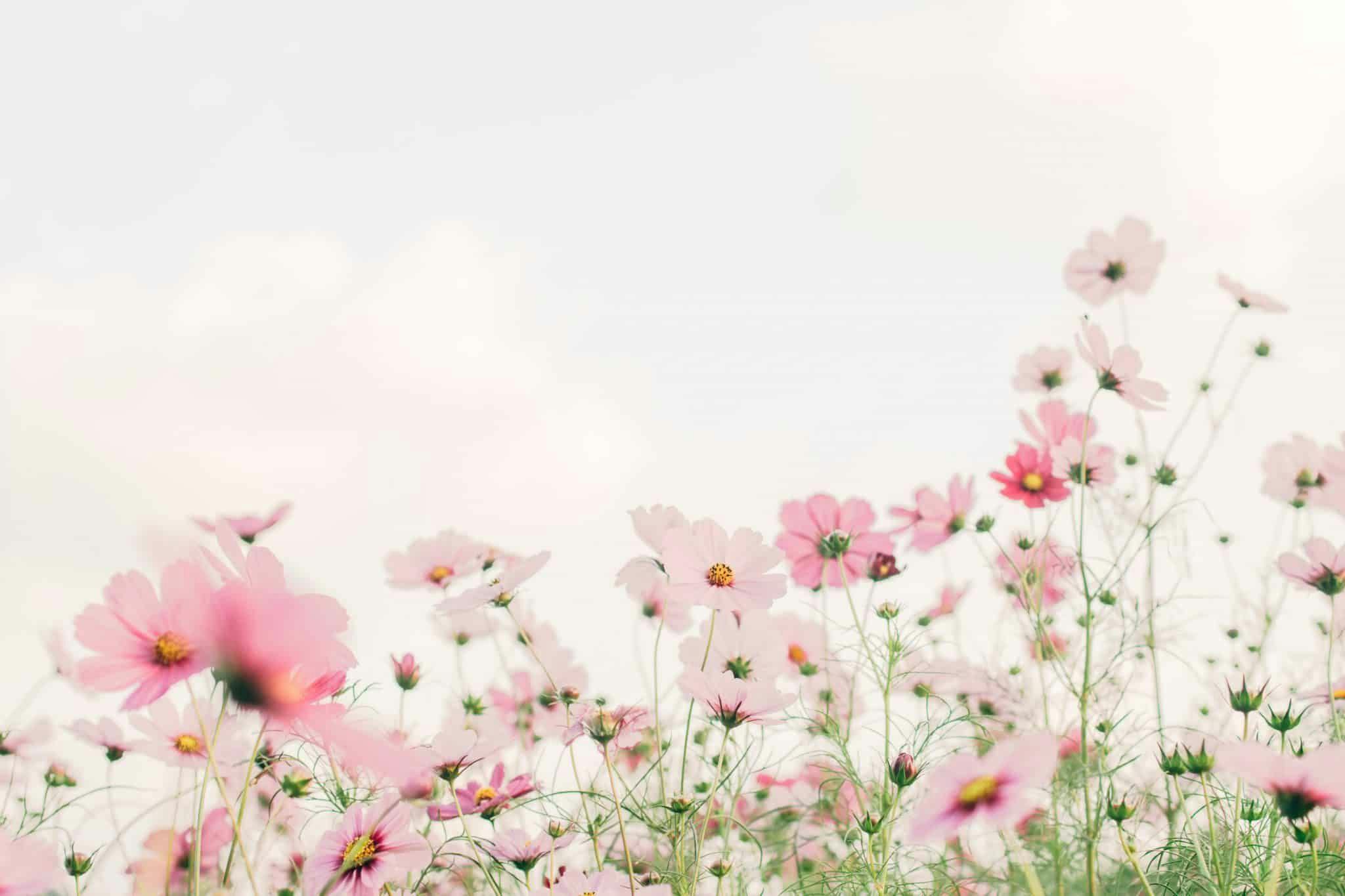 champ de fleurs roses