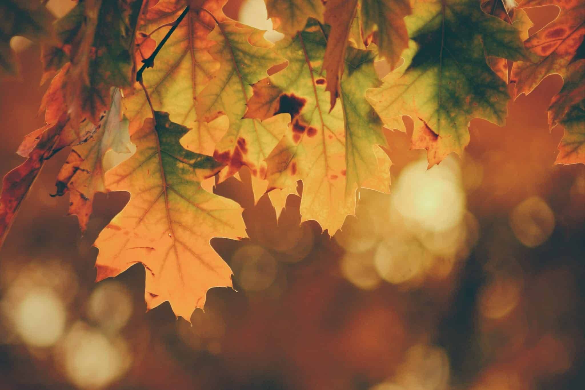 feuilles d'automne